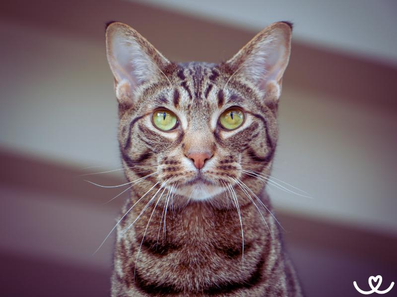 Kocici-plemeno-ocicat (5)